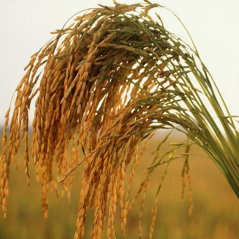 Cacho de arroz maduro